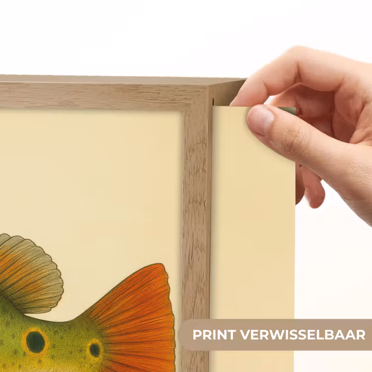 Lightbox - Wandlamp - Schubben - Vis - Groen - Illustratie — 5