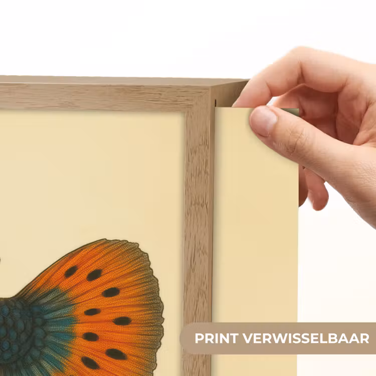 Lightbox - Wandlamp - Vis - illustratie - Stippen - Oranje — 5