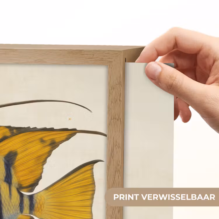 Lightbox - Wandlamp - Vis - Sierlijk - Vinnen - Illustratie — 5