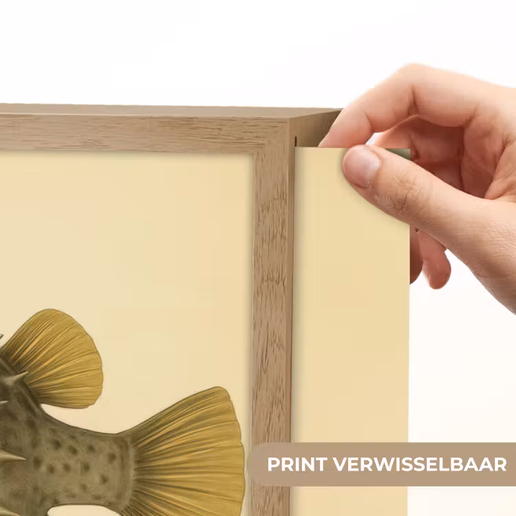 Lightbox - Wandlamp - Stekels - Vis - Opgeblazen - Bruin — 5