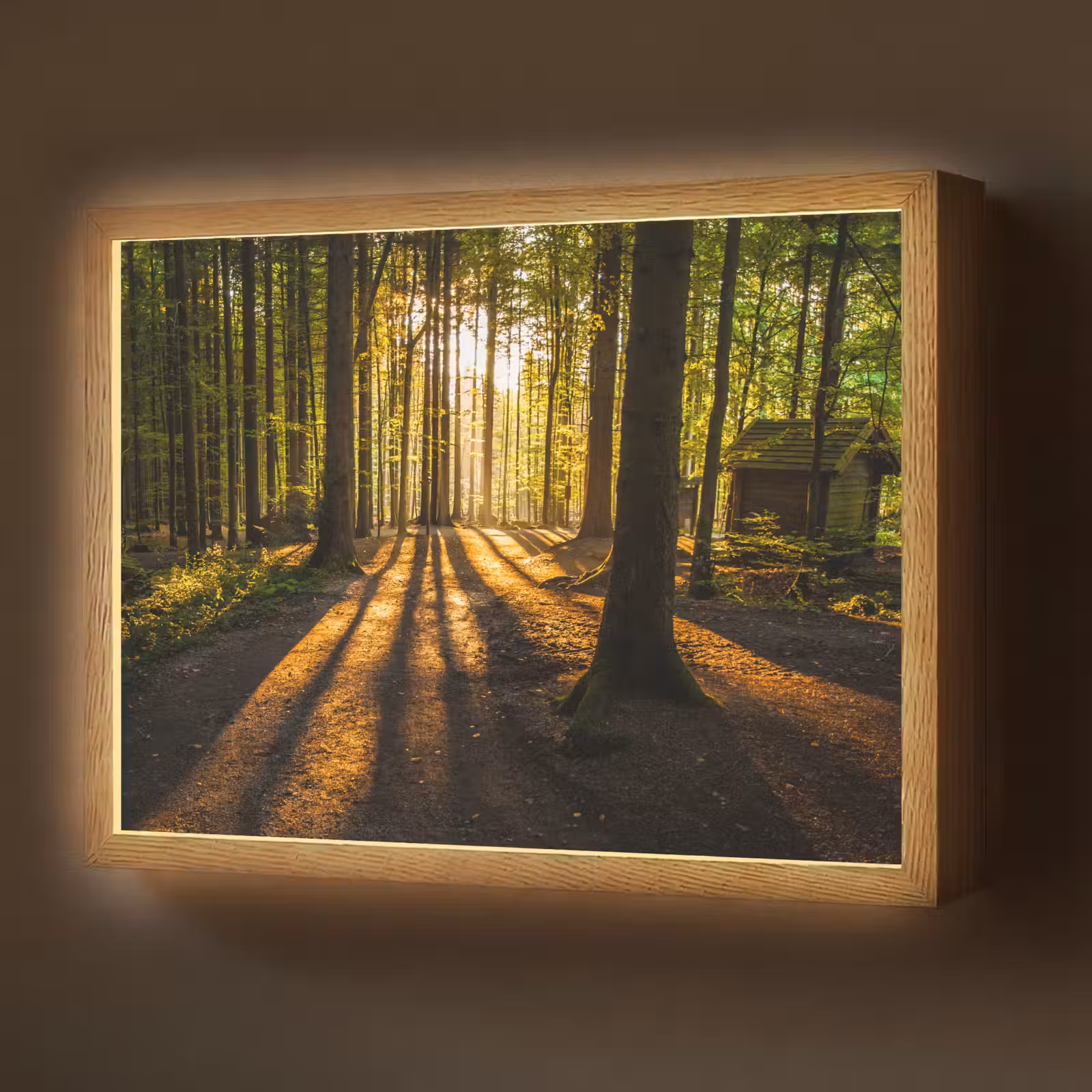 Lightbox - Wandlamp - Zon - Bomen - Bos - Landschap - Natuur — 1