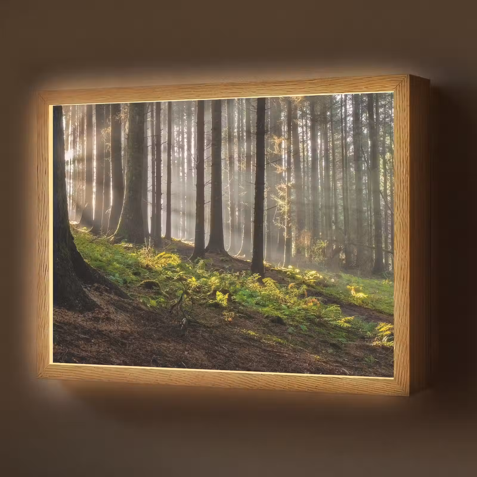 Lightbox - Wandlamp - Zon - Takken - Bomen - Bos - Natuur — 1