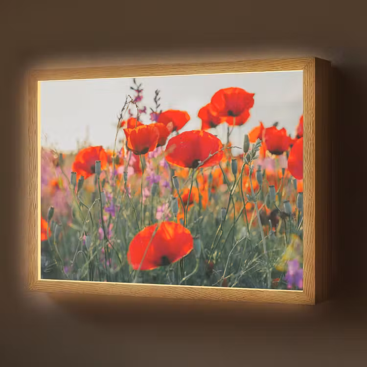 Lightbox - Wandlamp - Klaproos - Bloemen - Rood - Paars - Weide — 1