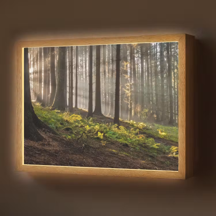 Lightbox - Wandlamp - Zon - Takken - Bomen - Bos - Natuur — 1