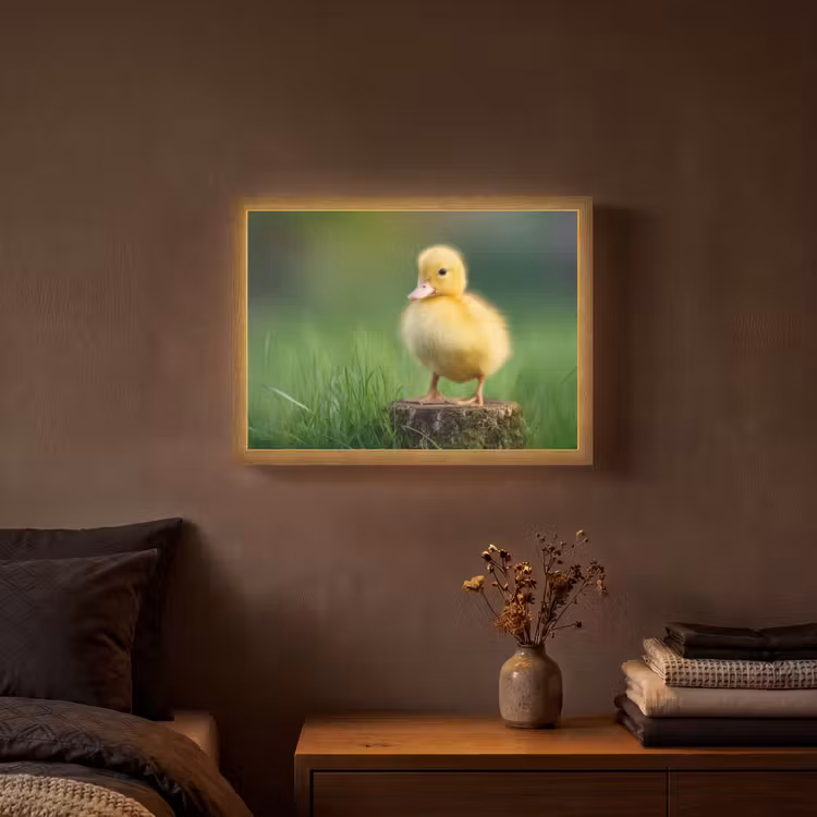 Lightbox - Wandlamp - Kuiken - Eend - Geel - Gras — 3