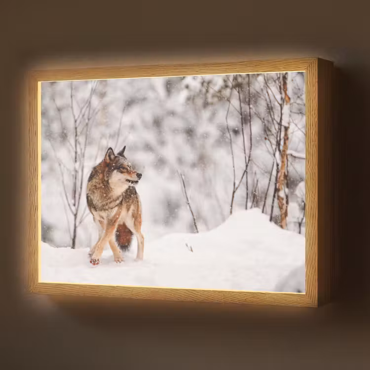 Lightbox - Wandlamp - Wolf - Winter - Sneeuw - Natuur - Dieren — 1