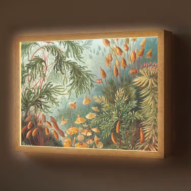 Lightbox - Wandlamp - Oude meesters - Kunst - Muscinae - Haeckel — 1
