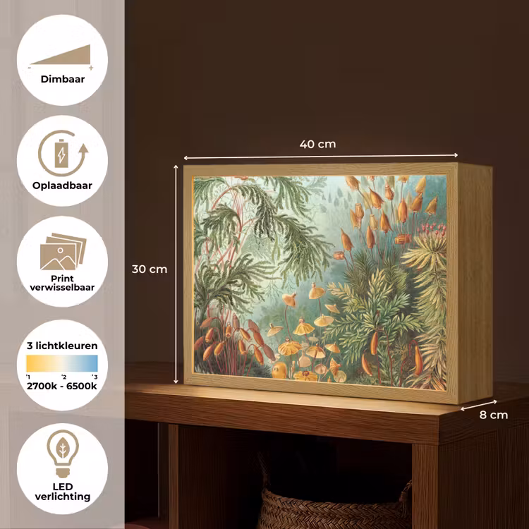 Lightbox - Wandlamp - Oude meesters - Kunst - Muscinae - Haeckel — 10