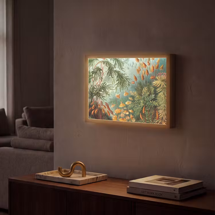Lightbox - Wandlamp - Oude meesters - Kunst - Muscinae - Haeckel — 2