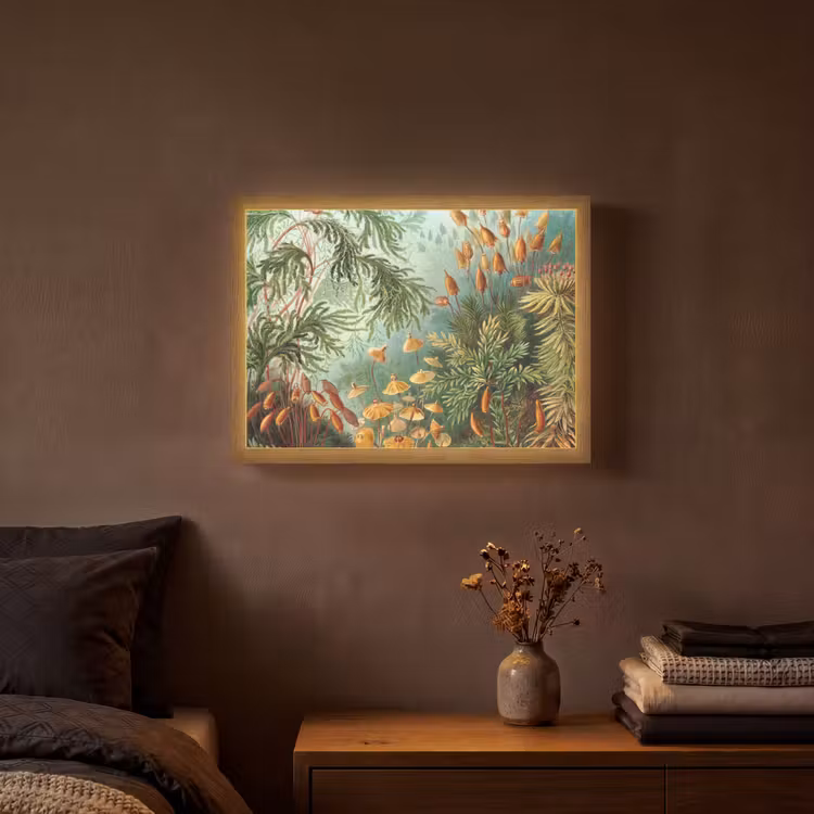 Lightbox - Wandlamp - Oude meesters - Kunst - Muscinae - Haeckel — 3