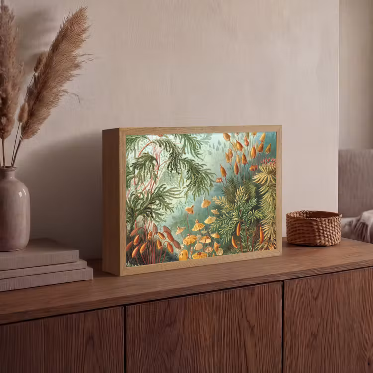 Lightbox - Wandlamp - Oude meesters - Kunst - Muscinae - Haeckel — 4