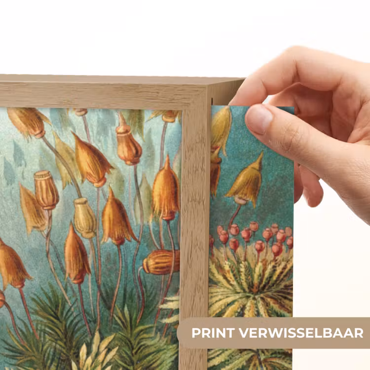 Lightbox - Wandlamp - Oude meesters - Kunst - Muscinae - Haeckel — 5
