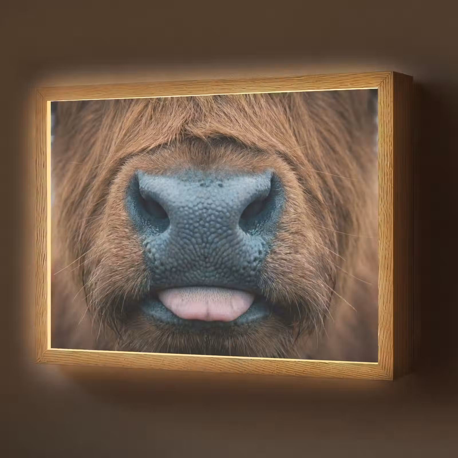 Lightbox - Wandlamp - Schotse hooglander - Neus - Bruin — 1