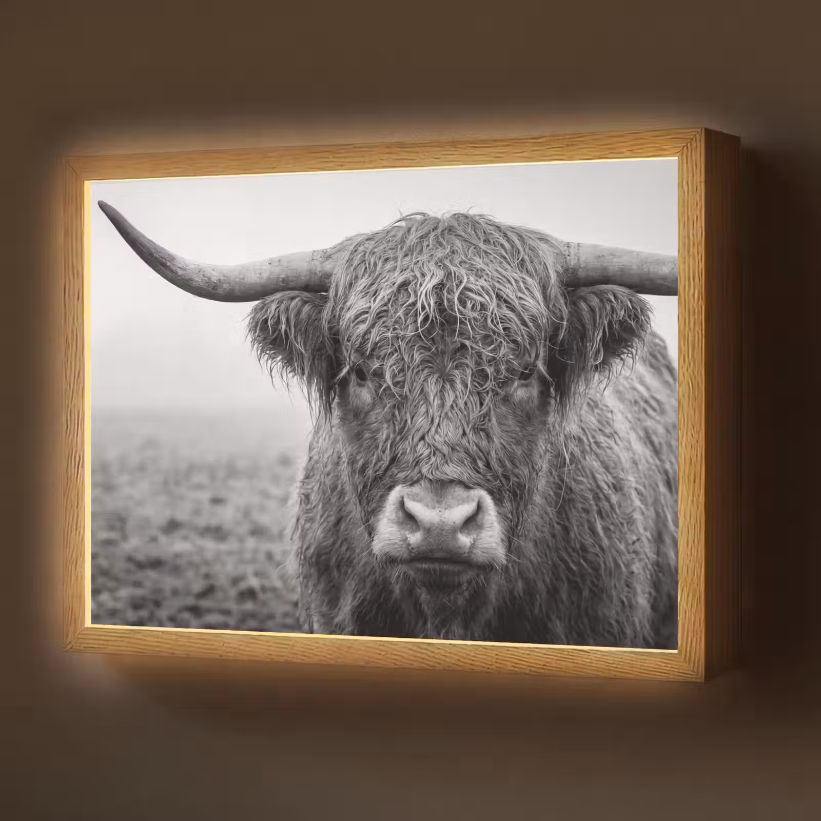 Lightbox - Wandlamp - Schotse hooglander - Zwart - Wit - Gras — 1