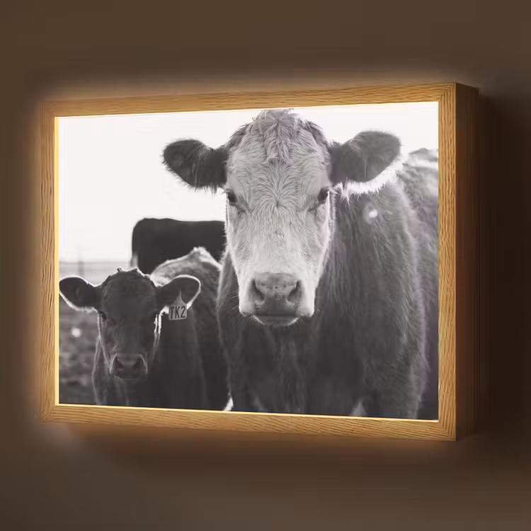 Lightbox - Wandlamp - Koeien - Zwart - Wit — 1