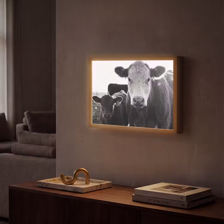 Lightbox - Wandlamp - Koeien - Zwart - Wit — 2
