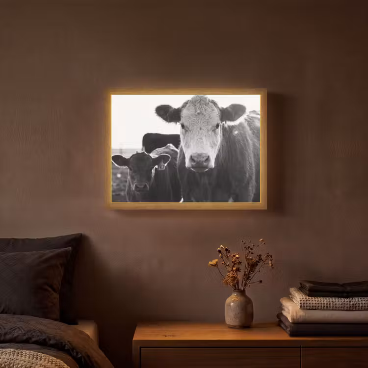Lightbox - Wandlamp - Koeien - Zwart - Wit — 3