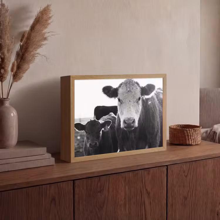 Lightbox - Wandlamp - Koeien - Zwart - Wit — 4