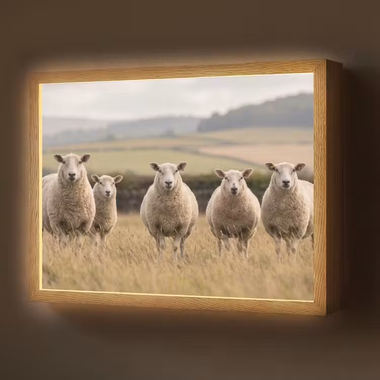 Lightbox - Wandlamp - Schapen - Weidenlandschap - Heuvels — 1