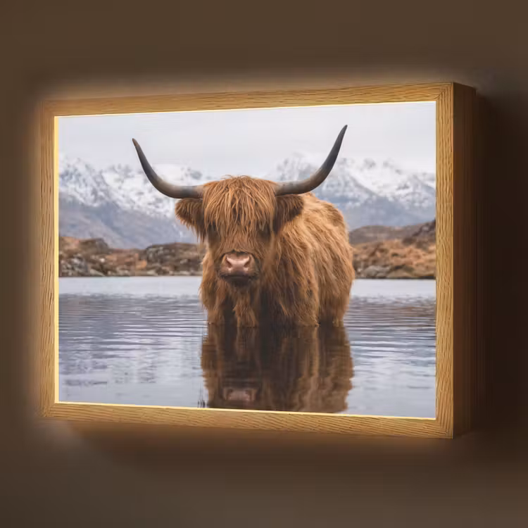 Lightbox - Wandlamp - Schotse hooglander - Bruin - Water — 1