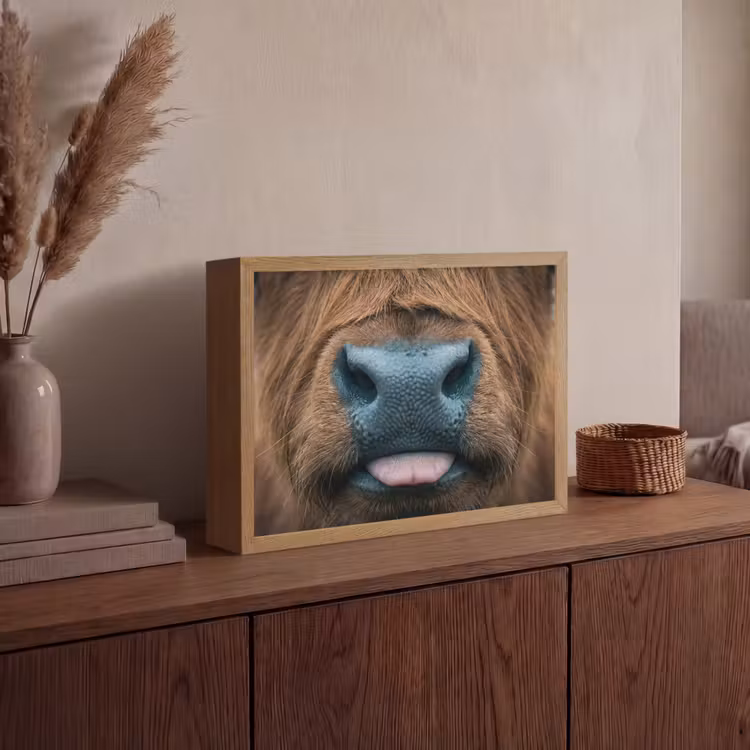 Lightbox - Wandlamp - Schotse hooglander - Neus - Bruin — 4