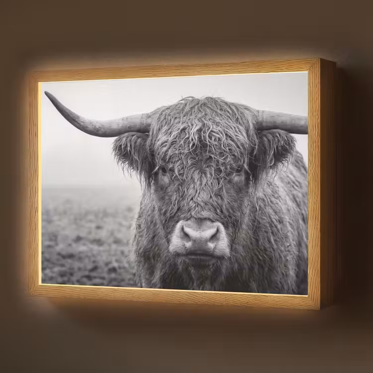 Lightbox - Wandlamp - Schotse hooglander - Zwart - Wit - Gras — 1