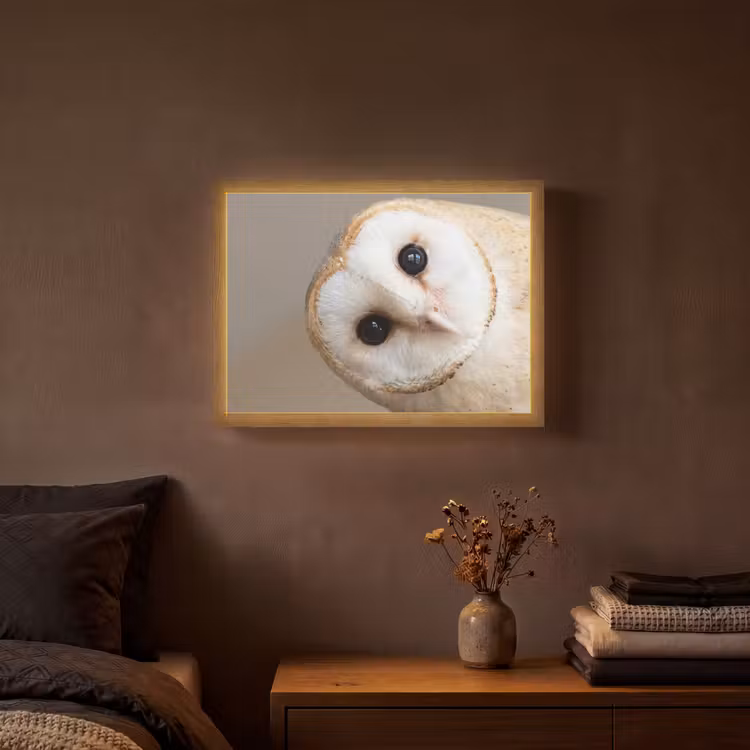 Lightbox - Wandlamp - Uil - Bruin - Wit — 3