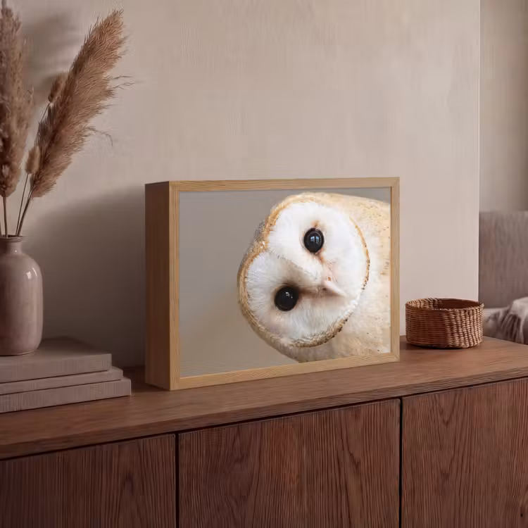 Lightbox - Wandlamp - Uil - Bruin - Wit — 4