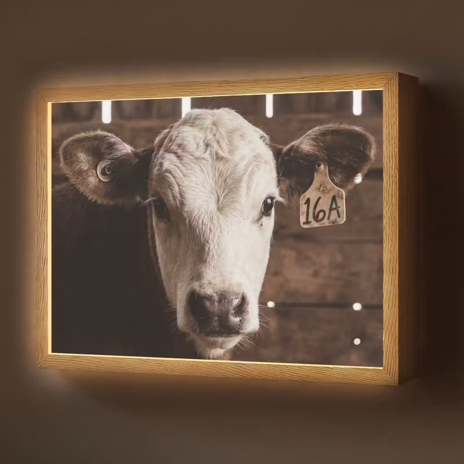 Lightbox - Wandlamp - Kalf - Oormerk - Houten stal — 1