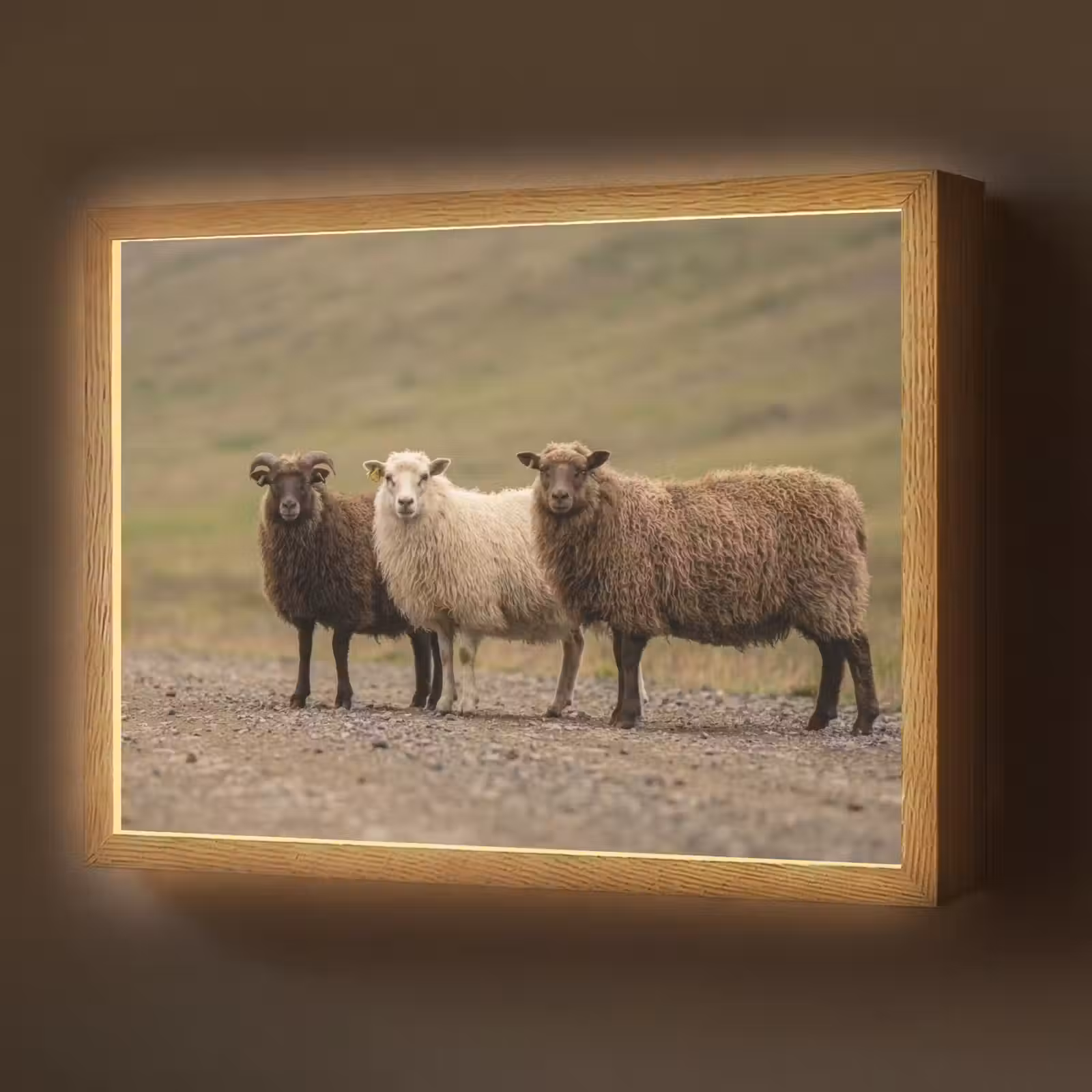 Lightbox - Wandlamp - Schapen - Bruin - Wit - Grindpad — 1