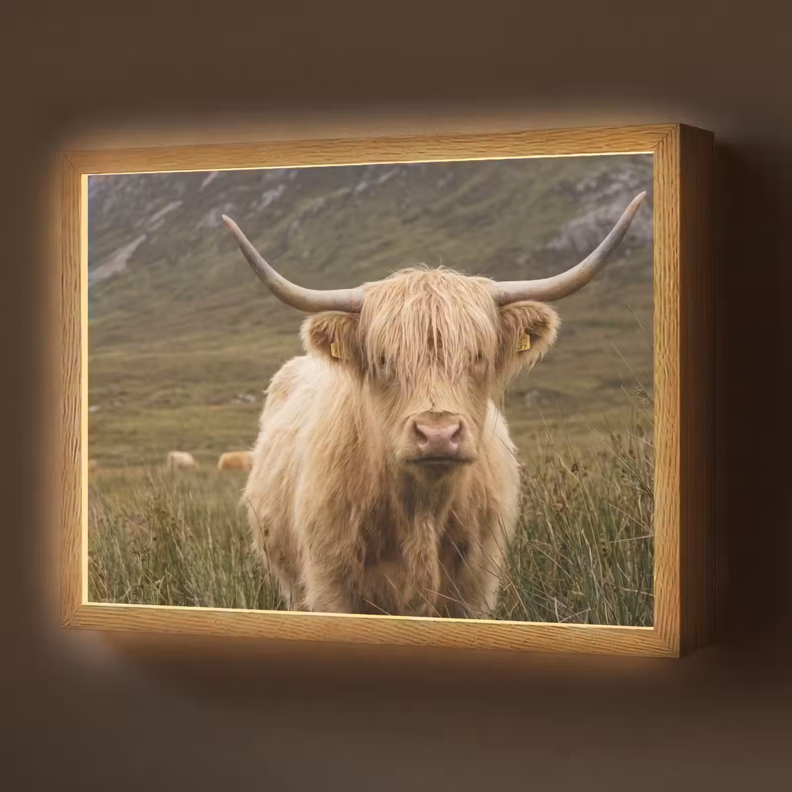 Lightbox - Wandlamp - Schotse hooglander - Bergen - Grasveld — 1