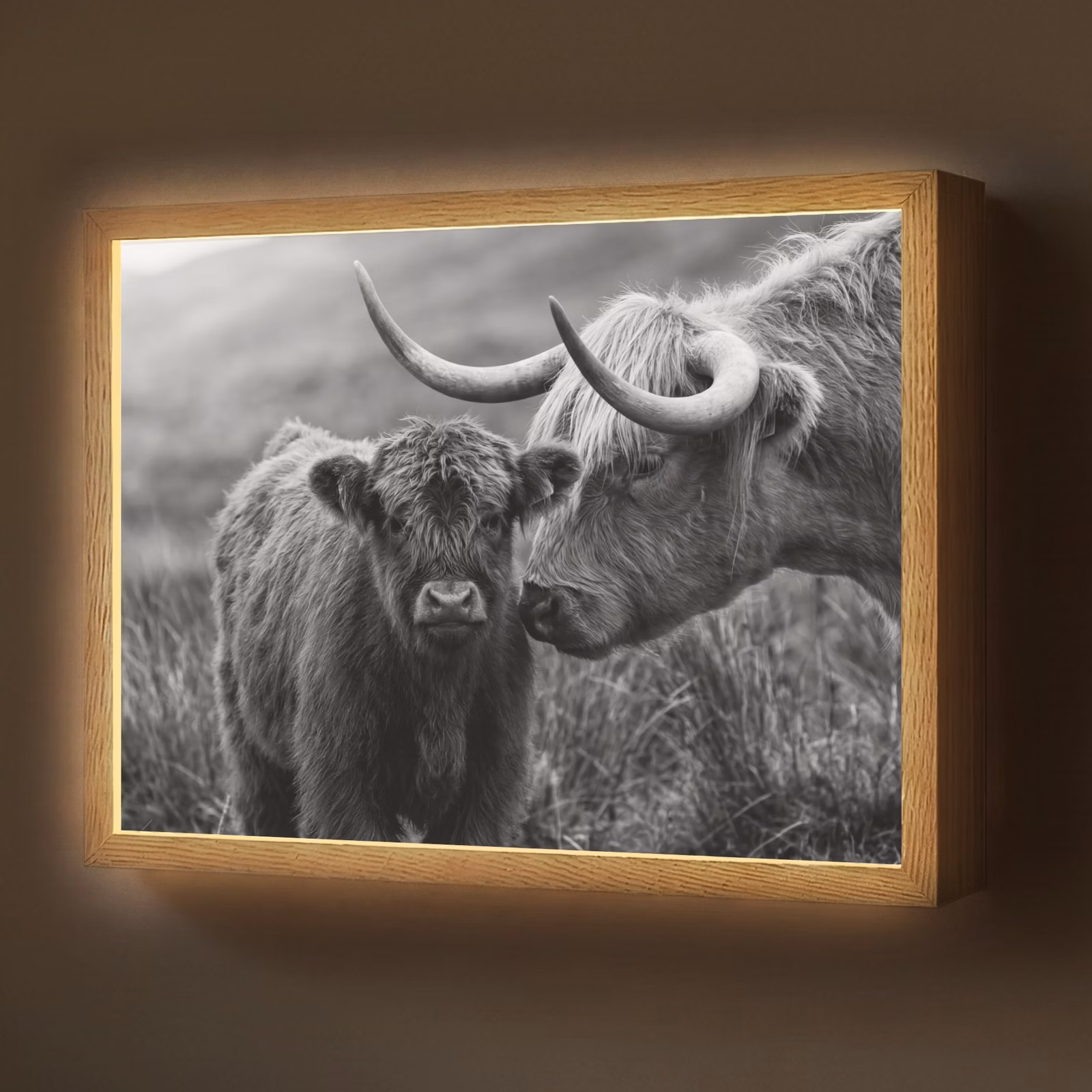 Lightbox - Wandlamp - Schotse hooglander - Kalf - Zwart - Wit — 1