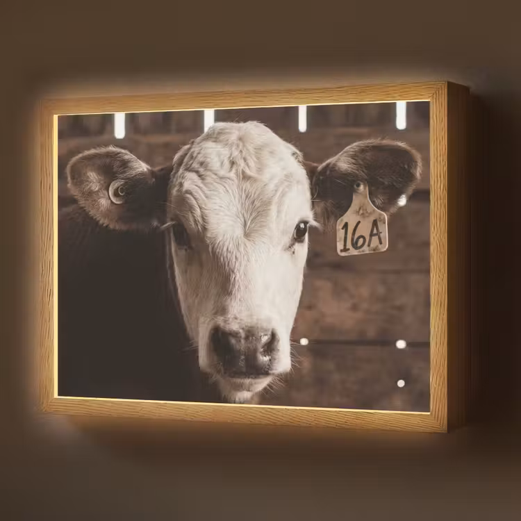 Lightbox - Wandlamp - Kalf - Oormerk - Houten stal — 1