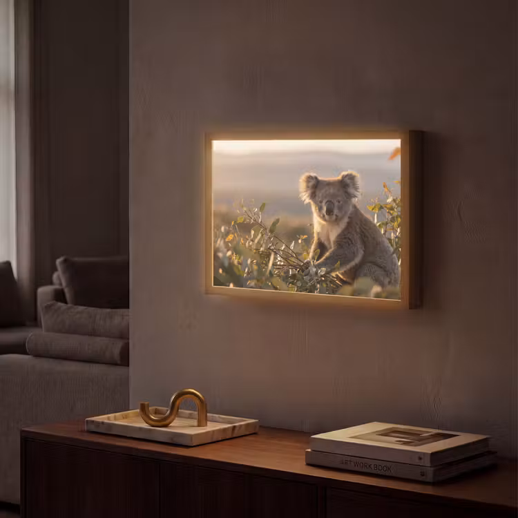 Lightbox - Wandlamp - Koala - Bladeren - Ochtendlicht — 2