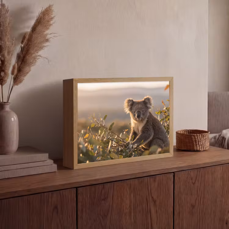 Lightbox - Wandlamp - Koala - Bladeren - Ochtendlicht — 4