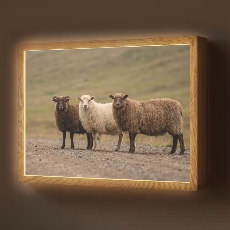 Lightbox - Wandlamp - Schapen - Bruin - Wit - Grindpad — 1