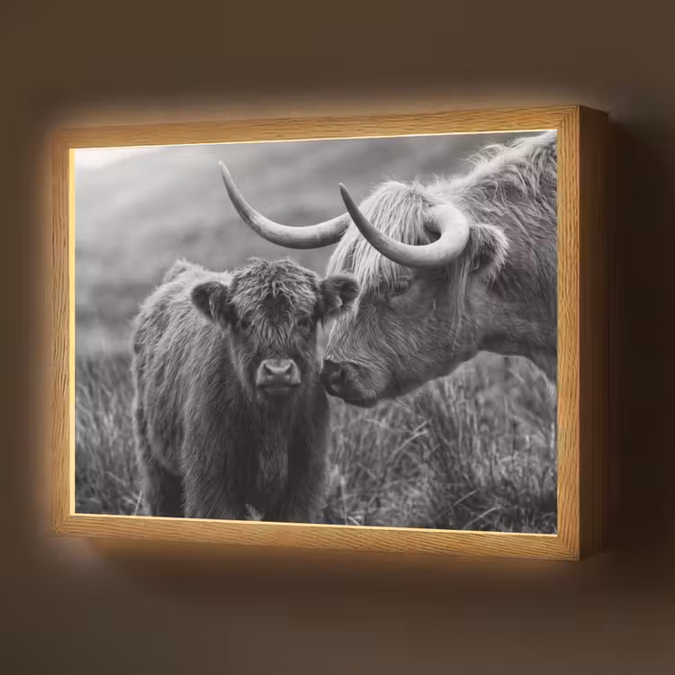 Lightbox - Wandlamp - Schotse hooglander - Kalf - Zwart - Wit — 1