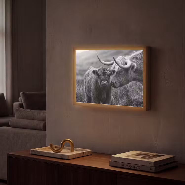Lightbox - Wandlamp - Schotse hooglander - Kalf - Zwart - Wit — 2