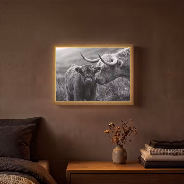 Lightbox - Wandlamp - Schotse hooglander - Kalf - Zwart - Wit — 3