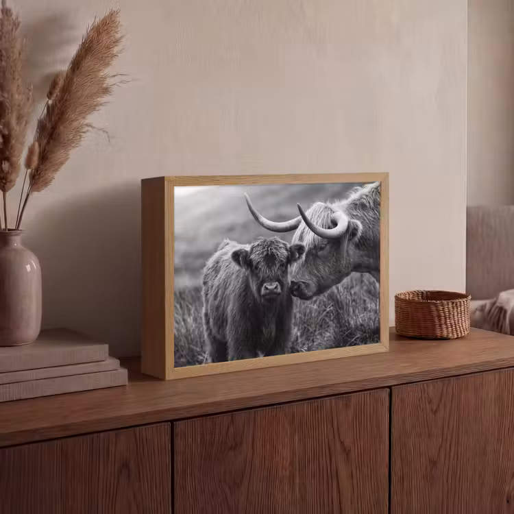 Lightbox - Wandlamp - Schotse hooglander - Kalf - Zwart - Wit — 4