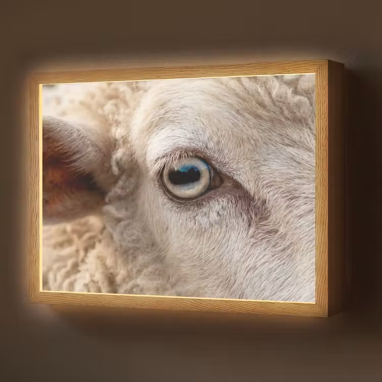 Lightbox - Wandlamp - Schaap - Oog - Wit — 1