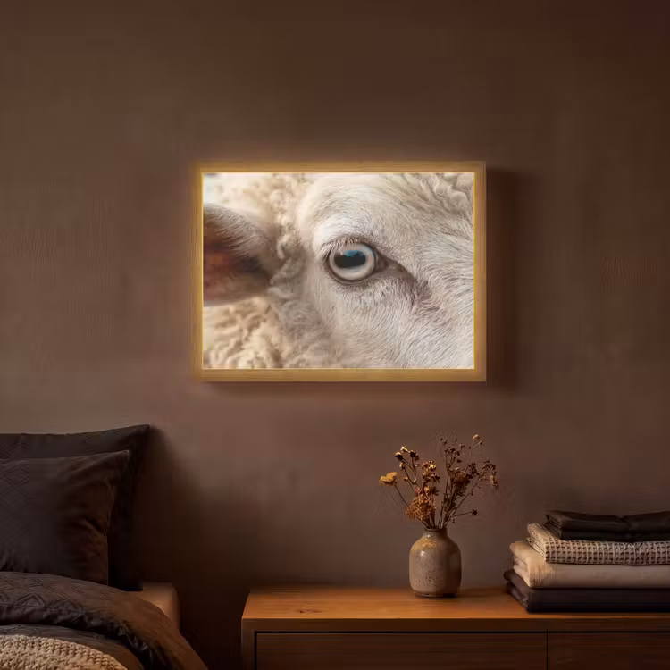 Lightbox - Wandlamp - Schaap - Oog - Wit — 3