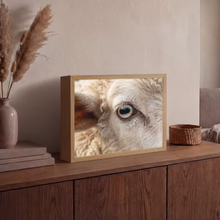 Lightbox - Wandlamp - Schaap - Oog - Wit — 4