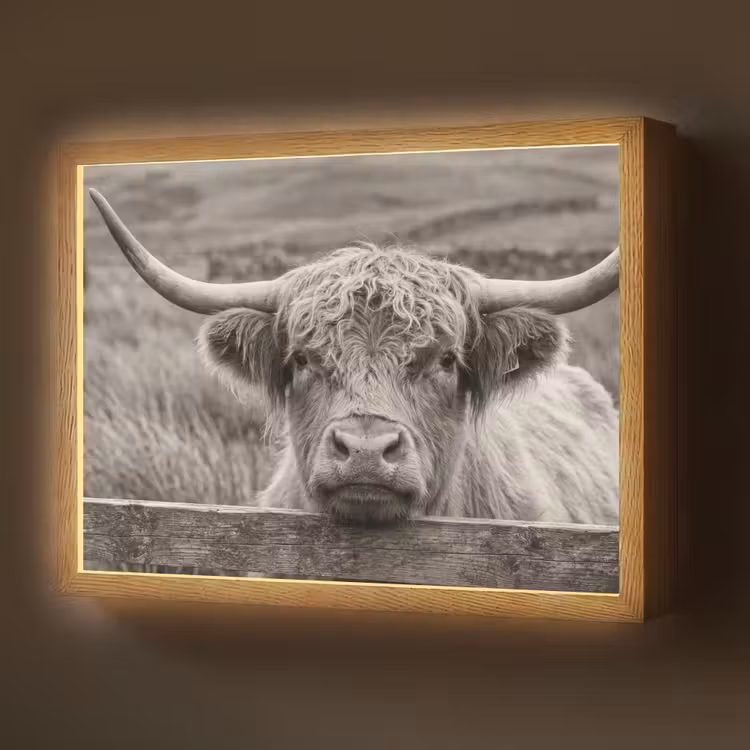 Lightbox - Wandlamp - Schotse hooglander - Zwart - Wit - Hout — 1