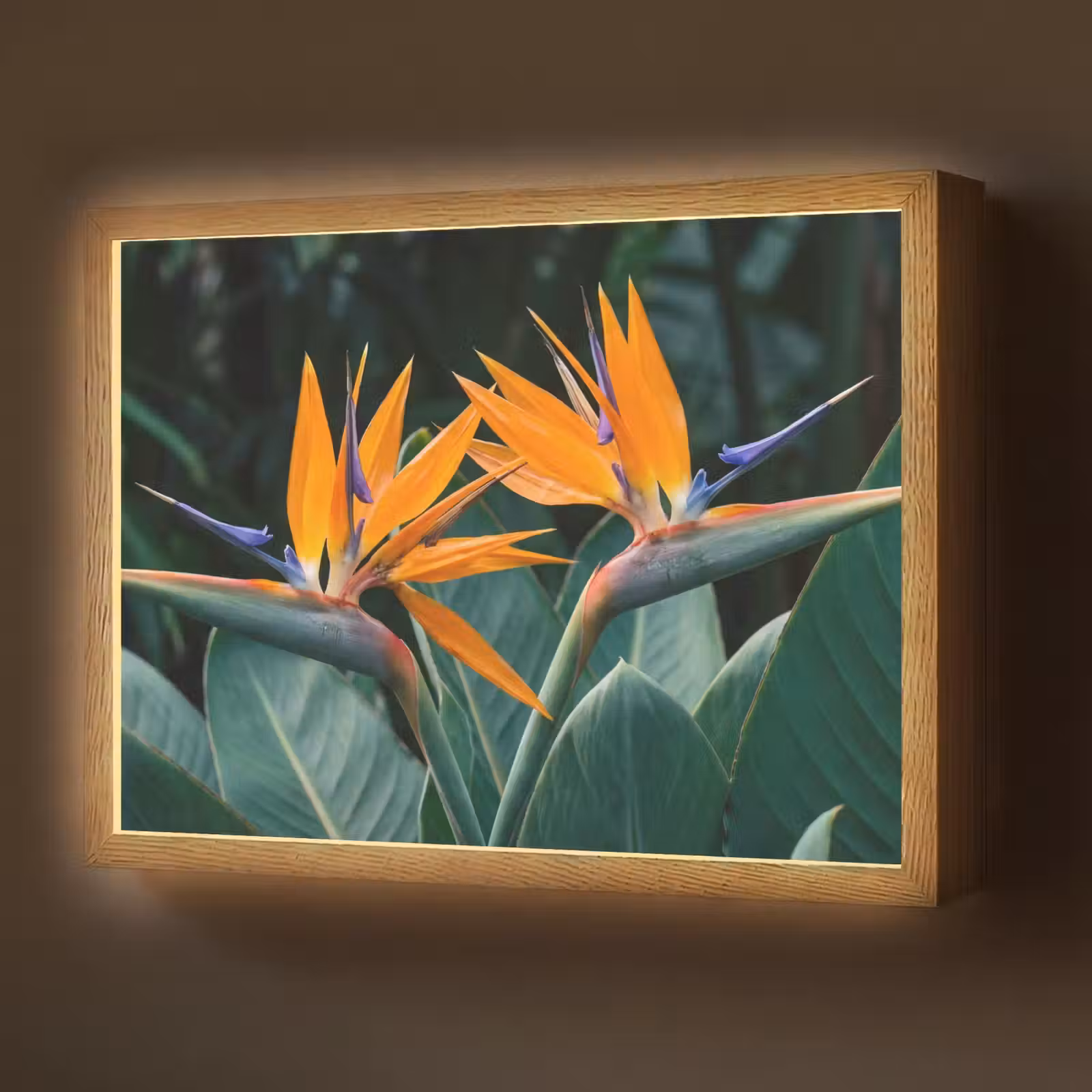 Lightbox - Wandlamp - Paradijsvogel - Bloem - Exotisch — 1