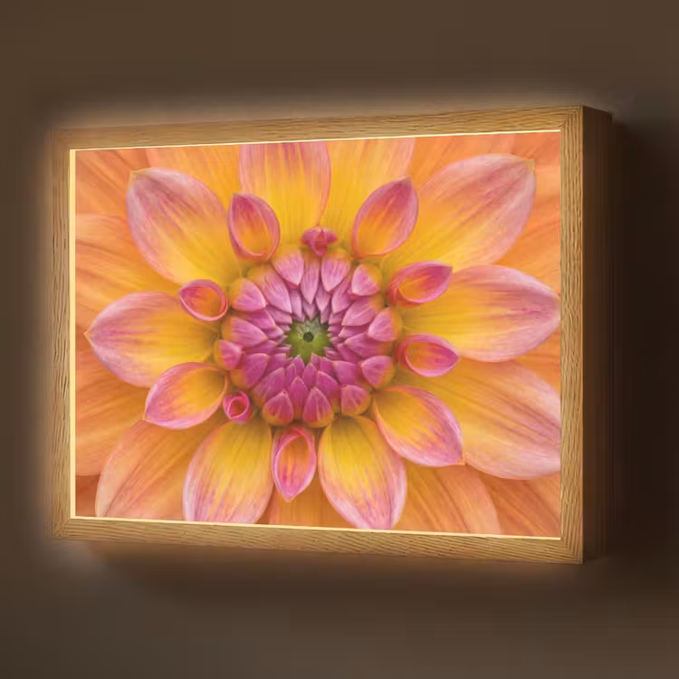 Lightbox - Wandlamp - Dahlia - Bloem - Oranje — 1