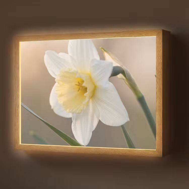 Lightbox - Wandlamp - Narcis - Bloem - Minimalistisch — 1