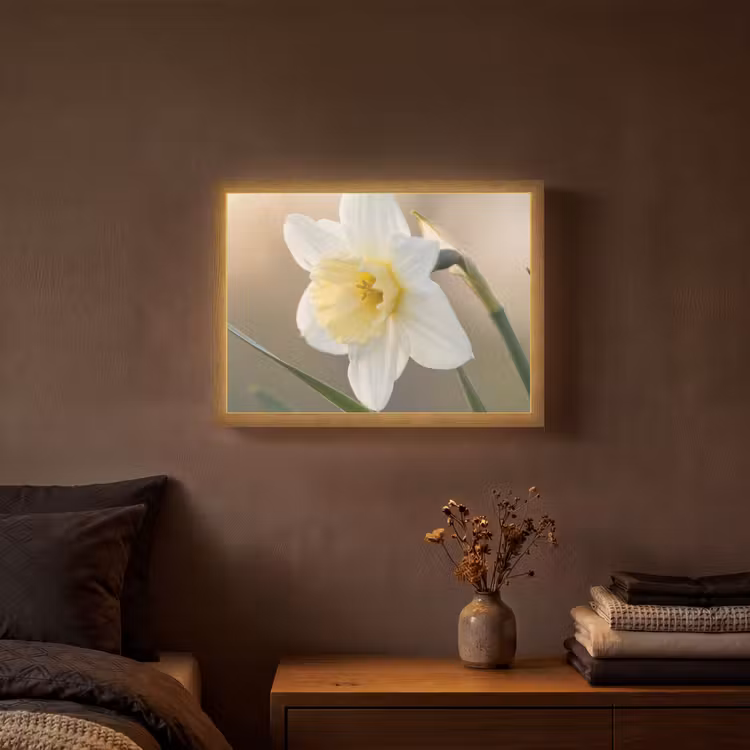 Lightbox - Wandlamp - Narcis - Bloem - Minimalistisch — 3