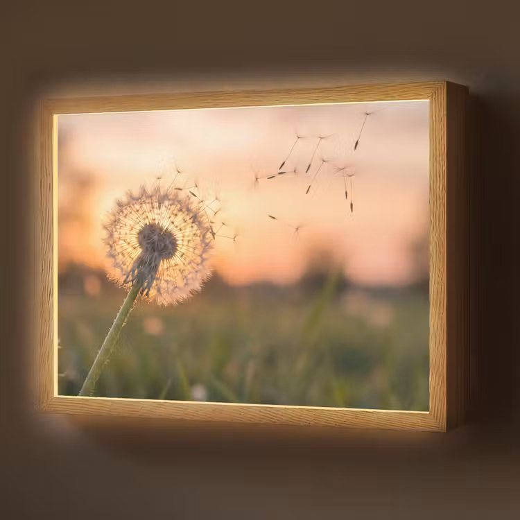 Lightbox - Wandlamp - Paardenbloem - Zonsondergang - Veld — 1