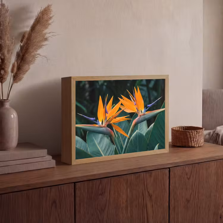 Lightbox - Wandlamp - Paradijsvogel - Bloem - Exotisch — 4